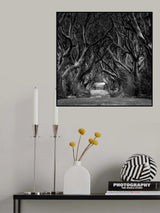 Black and white photo of Road through the Dark Hedges Poster och Canvastavla