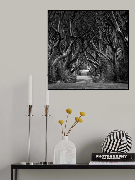 Black and white photo of Road through the Dark Hedges Poster och Canvastavla