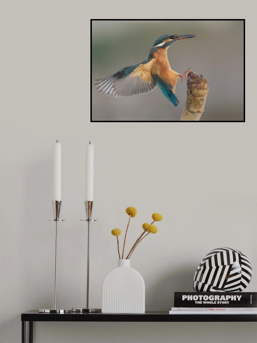 Alcedo atthis #2 Poster och Canvastavla