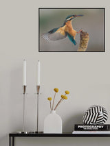 Alcedo atthis #2 Poster och Canvastavla