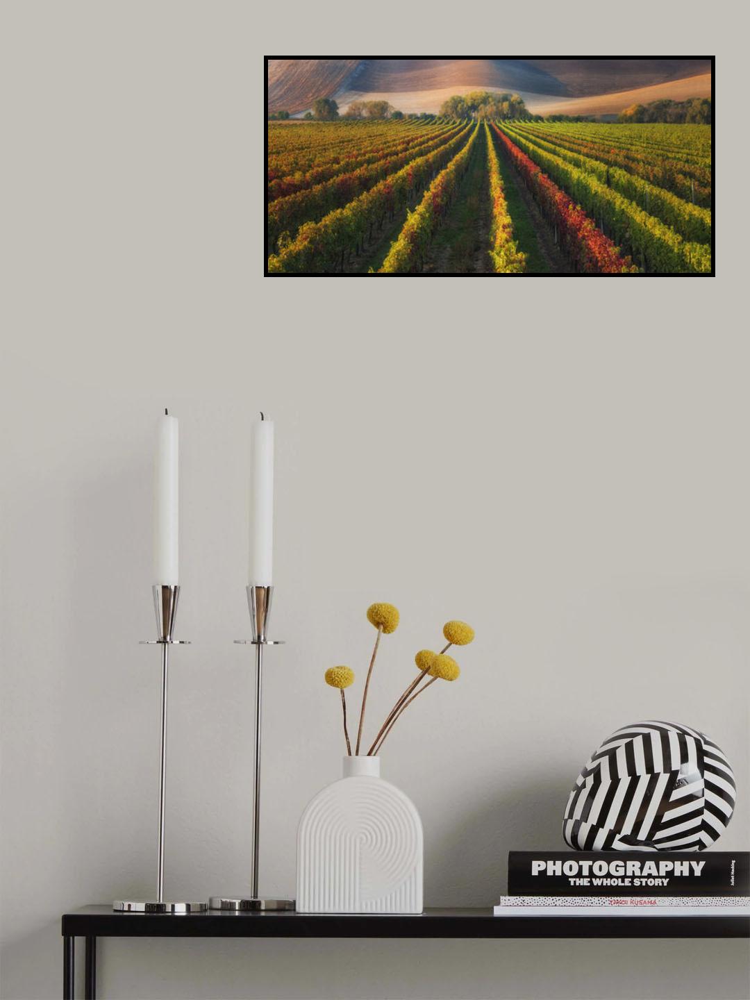 vineyard in Autumn Poster och Canvastavla