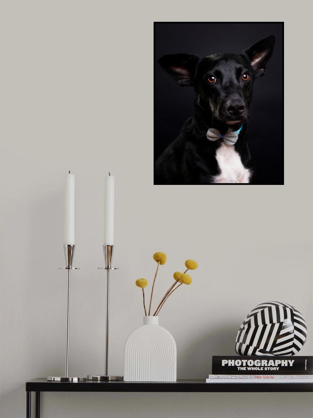 Mister chico Poster och Canvastavla