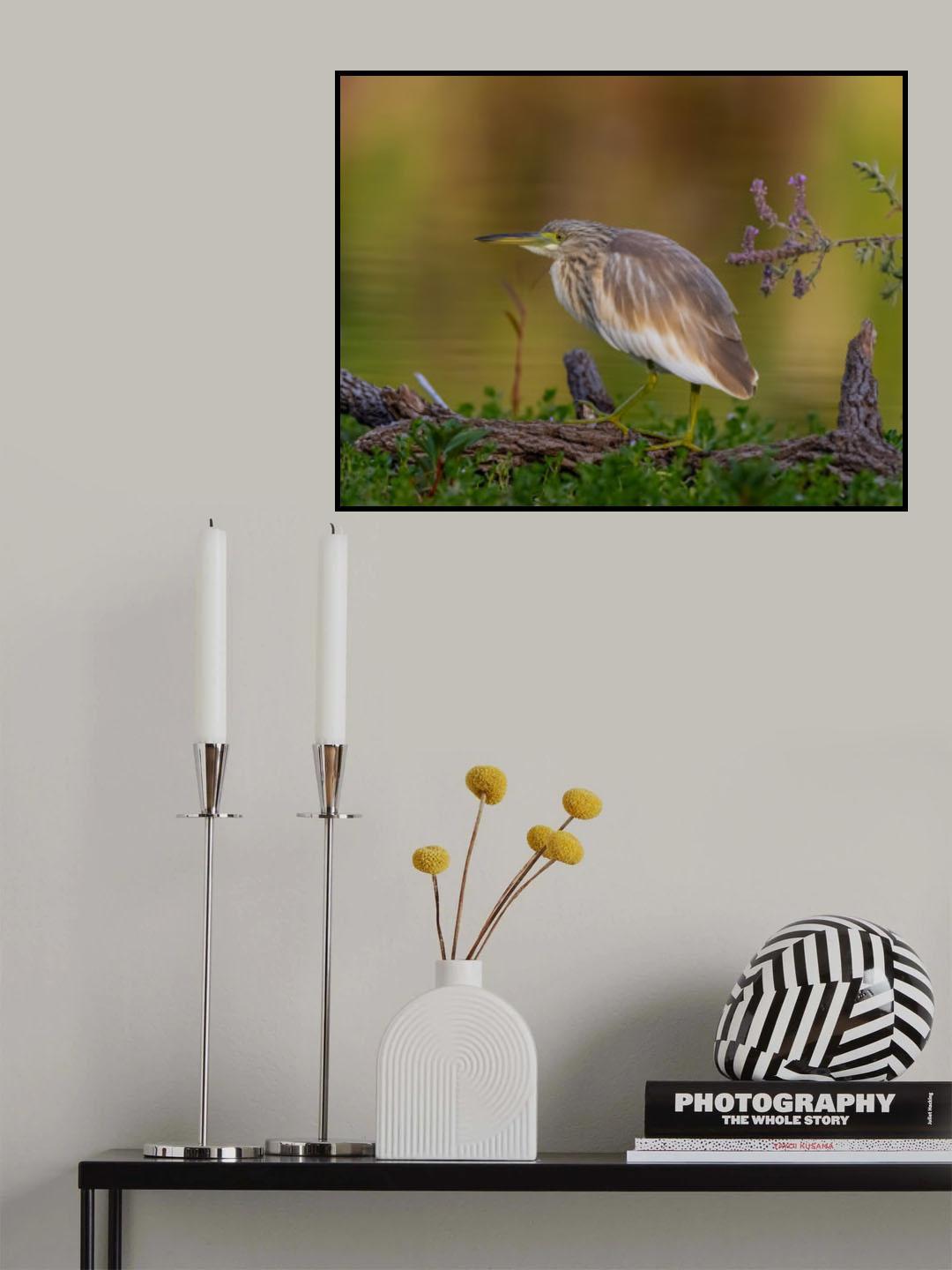 Squacco Heron Poster och Canvastavla