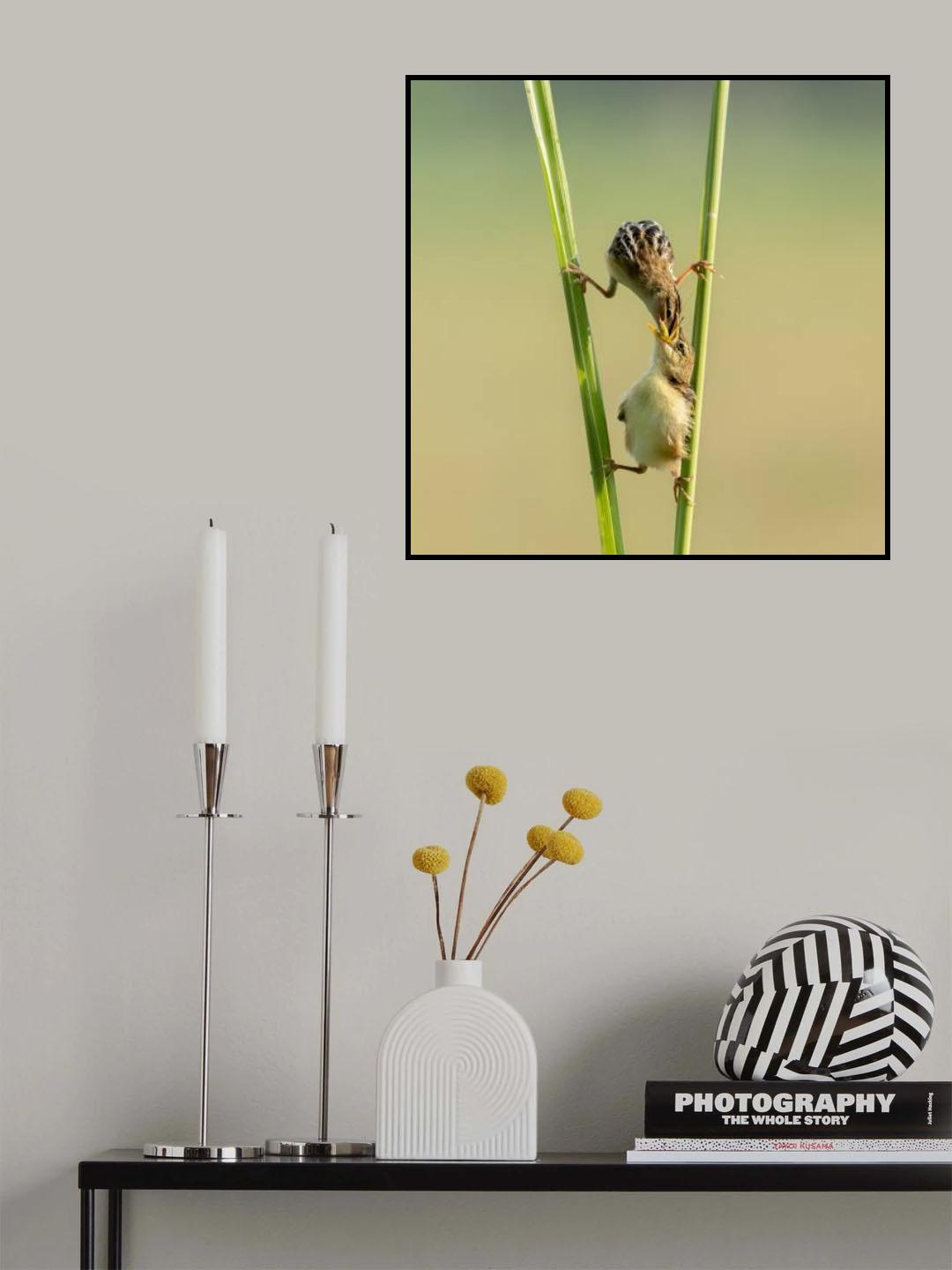 Kungfu Bird Poster och Canvastavla