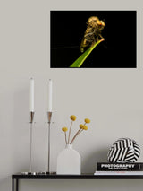 Asilidae03 Poster och Canvastavla