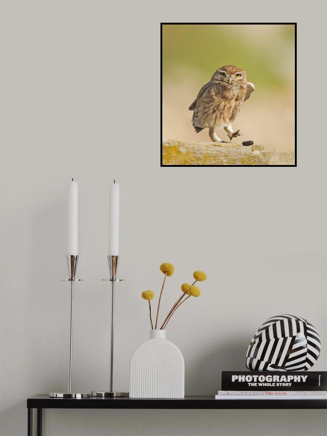 Little Owl with a pellet. Poster och Canvastavla