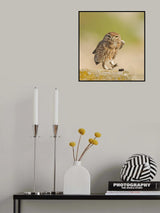 Little Owl with a pellet. Poster och Canvastavla