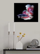 A movement bettafish Poster och Canvastavla