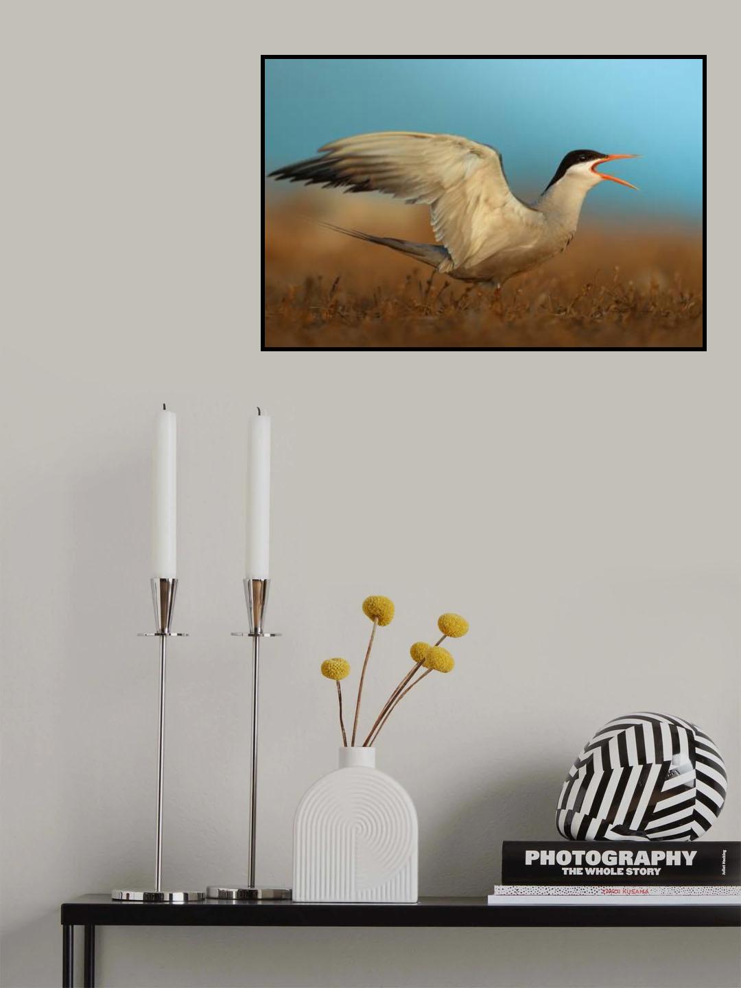 white-cheeked tern Poster och Canvastavla