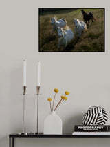 Gallop in Poster och Canvastavla