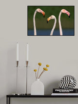 Three colors Poster och Canvastavla