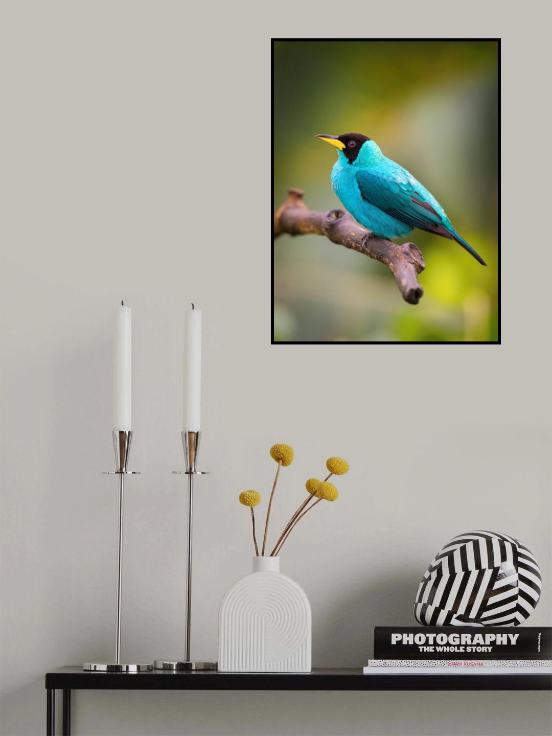 The Green Honeycreeper, Chlorophanes spiza Poster och Canvastavla