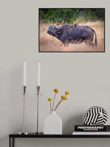 Symbiotic annoyance Poster och Canvastavla