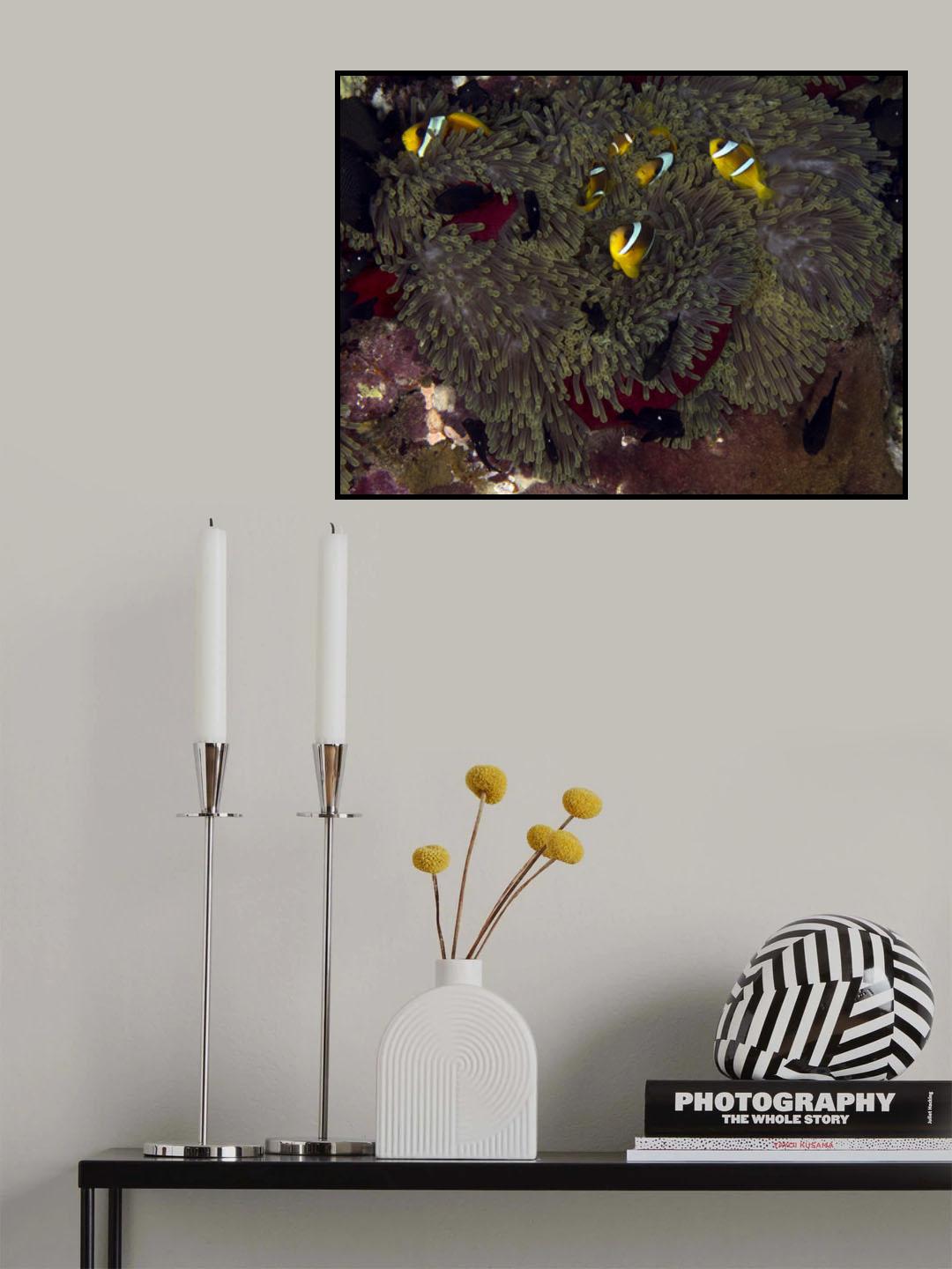 Red Sea Anemone Poster och Canvastavla