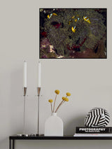 Red Sea Anemone Poster och Canvastavla