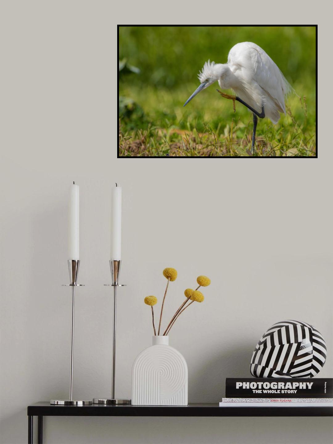 Little Egret Poster och Canvastavla