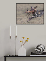 Wild dog tear apart a baby impala Poster och Canvastavla