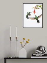 Two hummingbirds at a flower Poster och Canvastavla