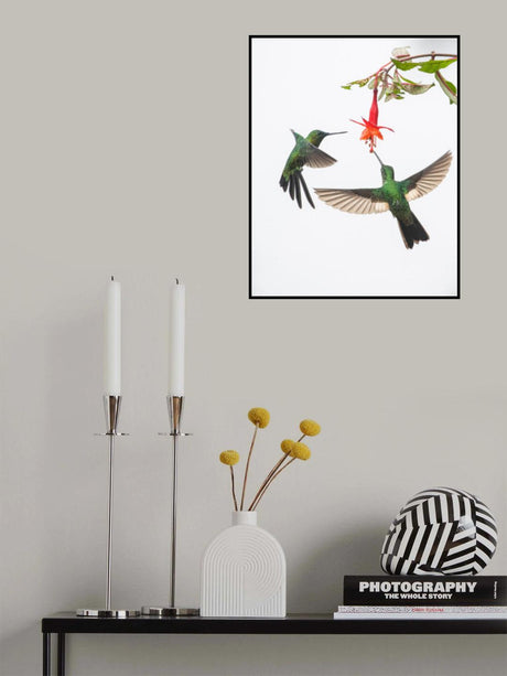 Two hummingbirds at a flower Poster och Canvastavla