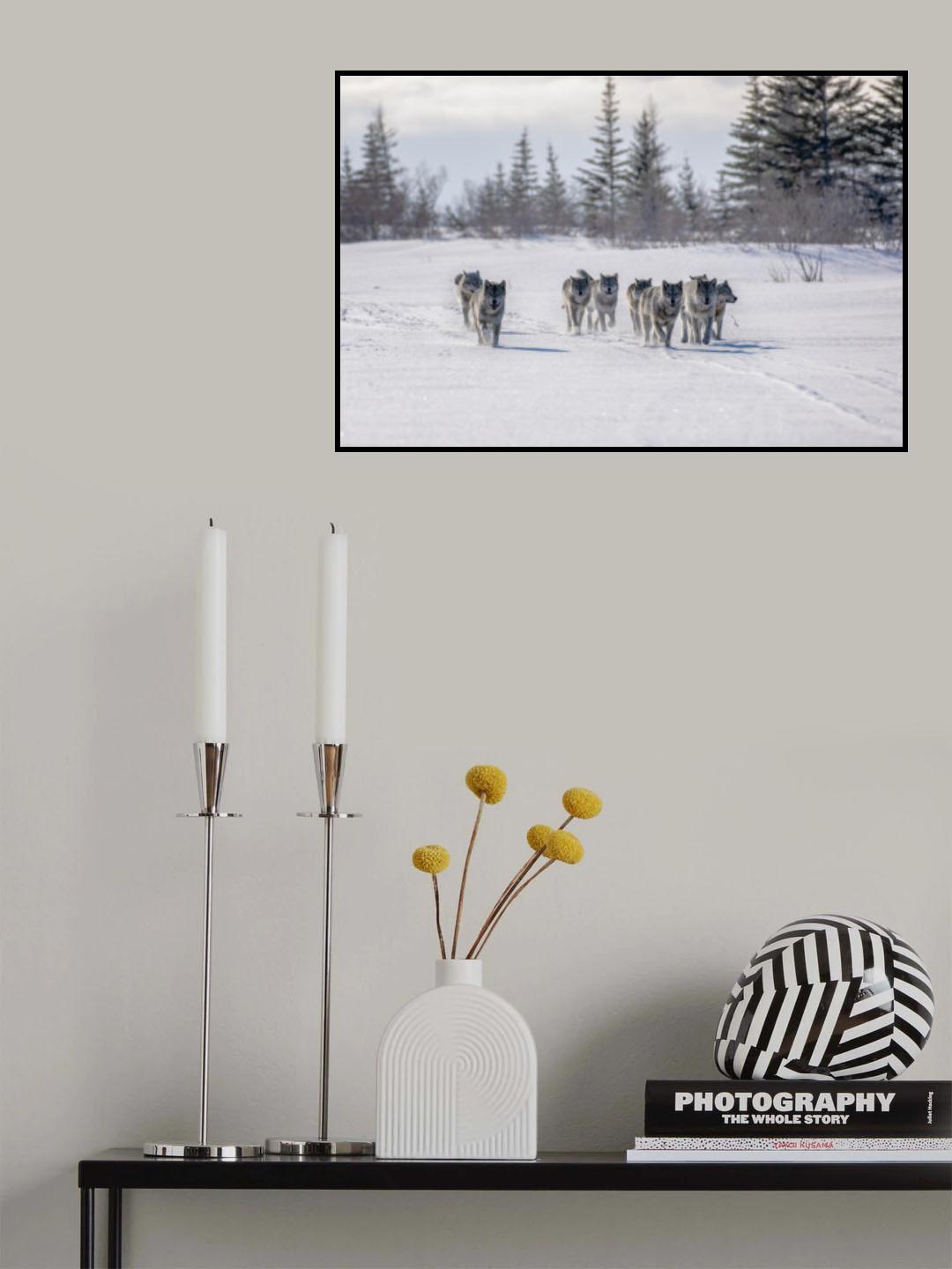 Pack of cloud wolves Poster och Canvastavla