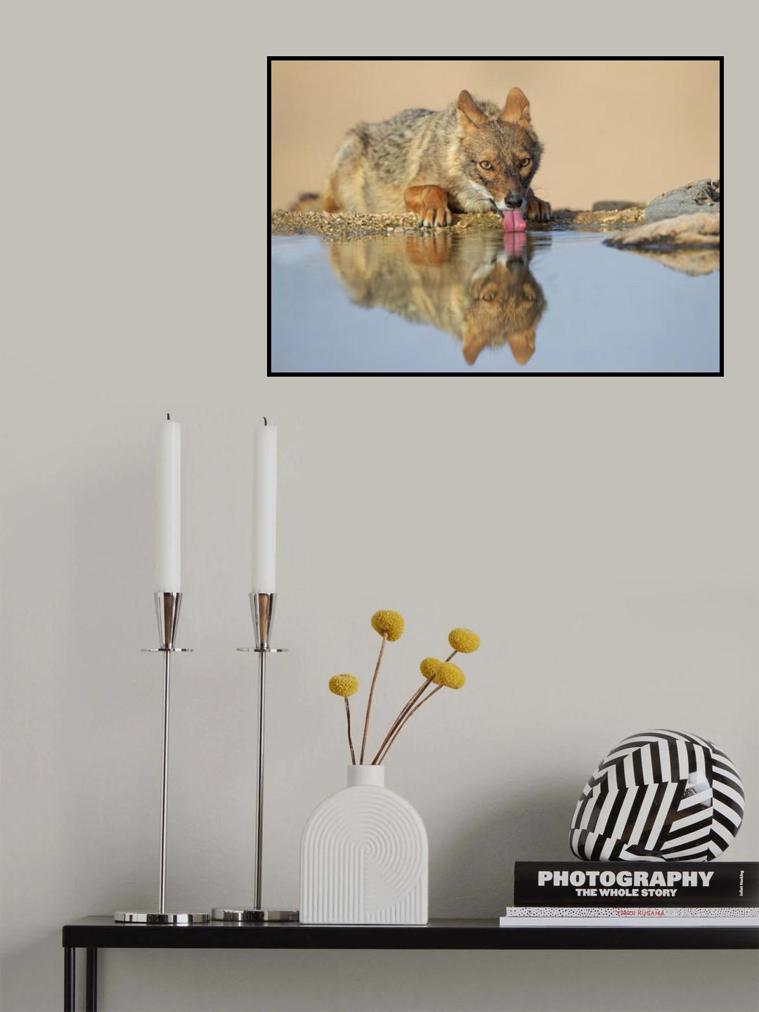 Golden Jackal Poster och Canvastavla