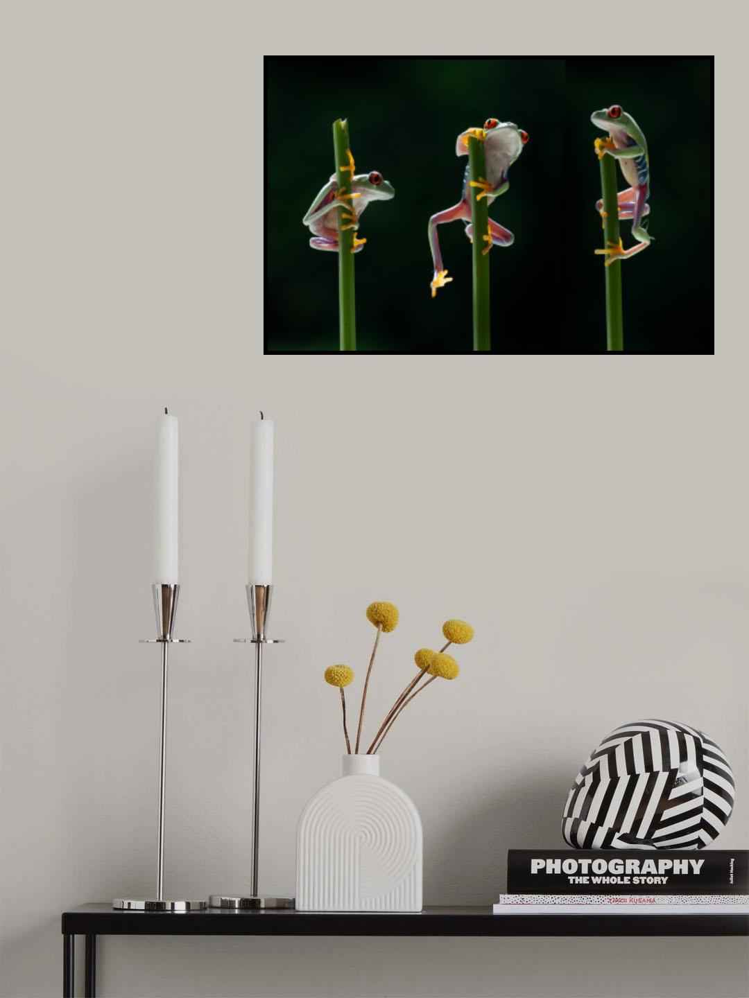 Three frogs in action Poster och Canvastavla