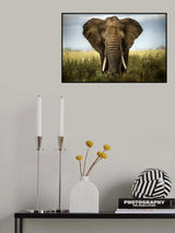 Encounters in Serengeti Poster och Canvastavla