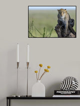 The Ghost of Serengeti Poster och Canvastavla