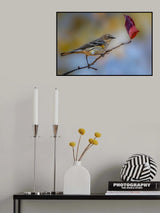Yellow rumped warbler Poster och Canvastavla