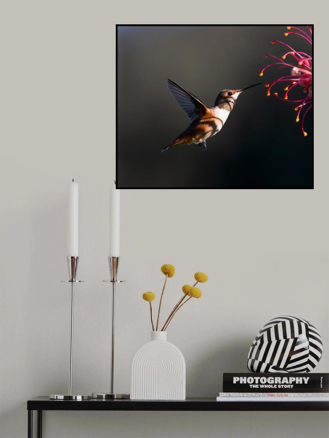 Hummingbird Poster och Canvastavla