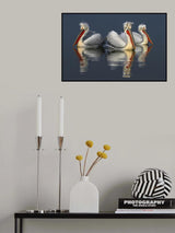 Dalmatian pelicans and reflections Poster och Canvastavla
