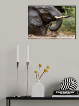 '...playful in the water...' Poster och Canvastavla