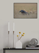 Lion Hunting Poster och Canvastavla