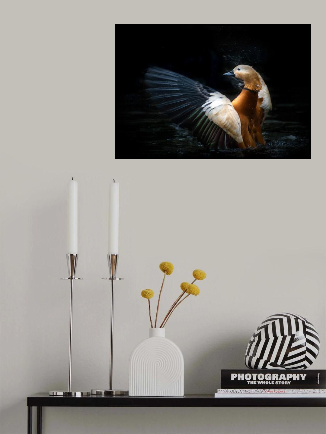 Ruddy shelduck Poster och Canvastavla