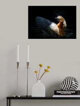 Ruddy shelduck Poster och Canvastavla