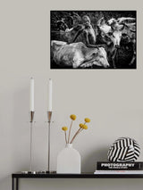 Surma tribe people taking care of the cattle-I Ethiopia Poster och Canvastavla
