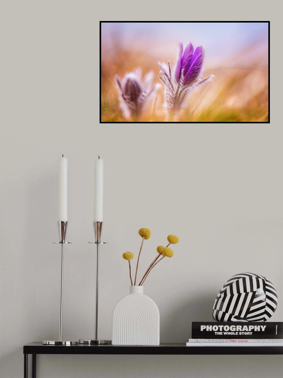 Pasque Flowers in the wind Poster och Canvastavla