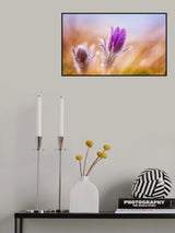 Pasque Flowers in the wind Poster och Canvastavla