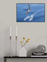 Seagull vs Puffin Poster och Canvastavla