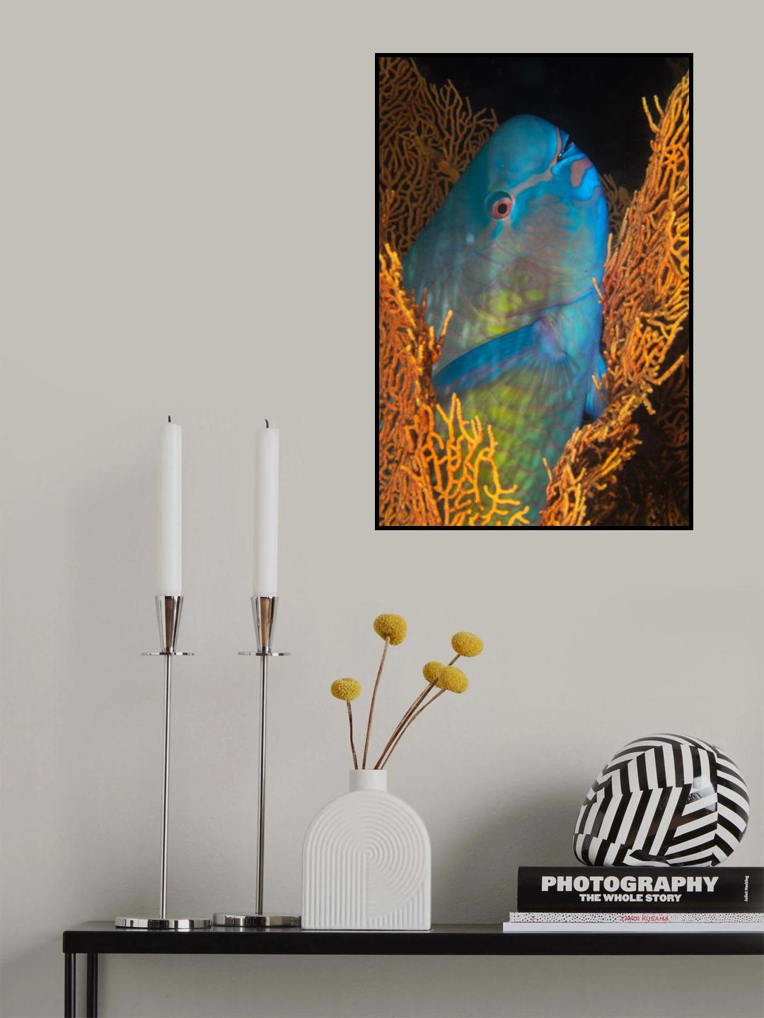 Ember parrotfish Poster och Canvastavla