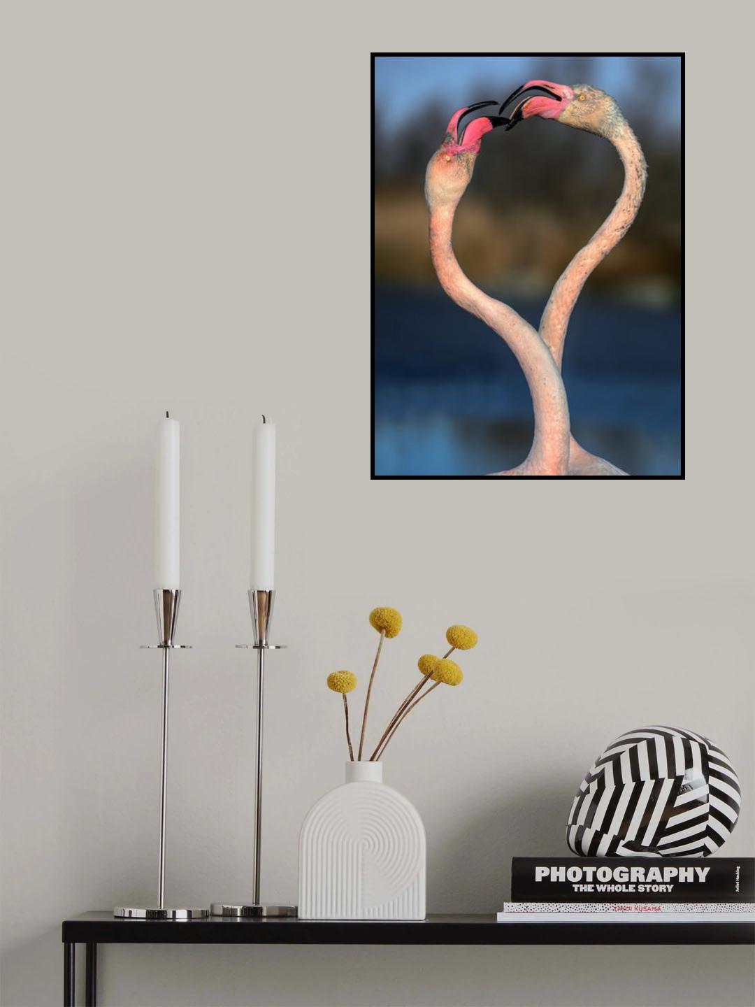 Fighting flamingos Poster och Canvastavla