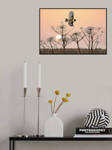 Common Stonechat in the field Poster och Canvastavla