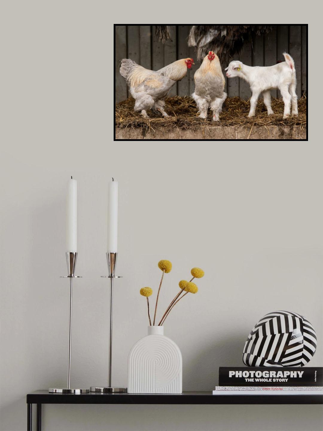 Four animals, 3 different breeds. Poster och Canvastavla