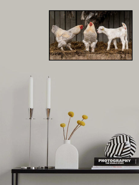 Four animals, 3 different breeds. Poster och Canvastavla