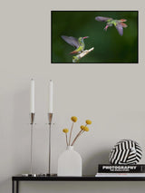 Hummingbirds Poster och Canvastavla