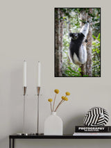Indri lemur Poster och Canvastavla
