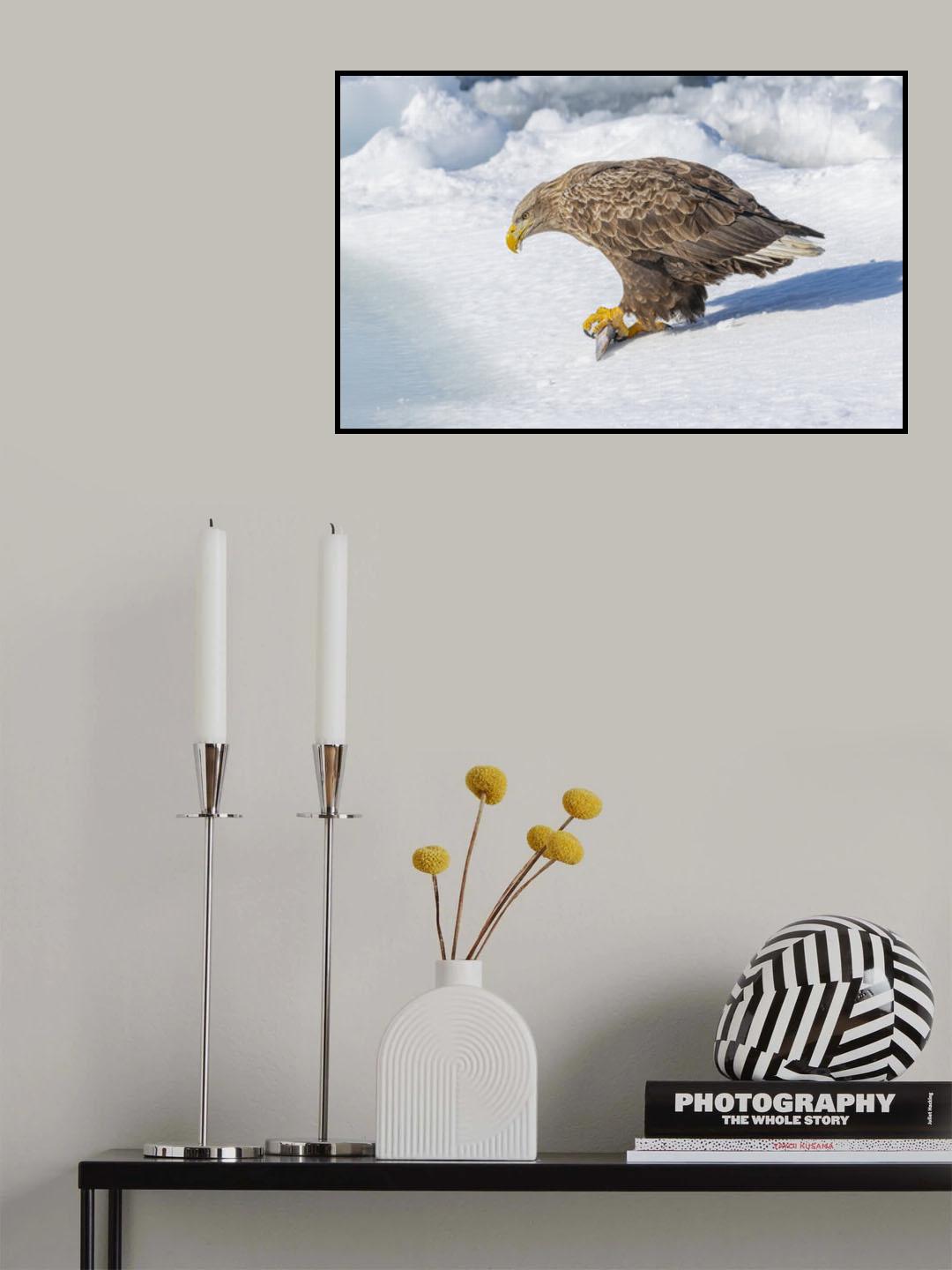 White-tailed Eagle Poster och Canvastavla