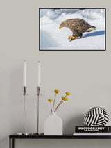 White-tailed Eagle Poster och Canvastavla
