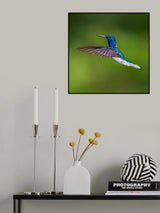 White necked jacobin Poster och Canvastavla