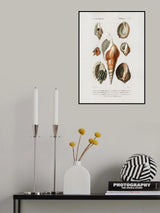Different Types of Mollusks Poster och Canvastavla
